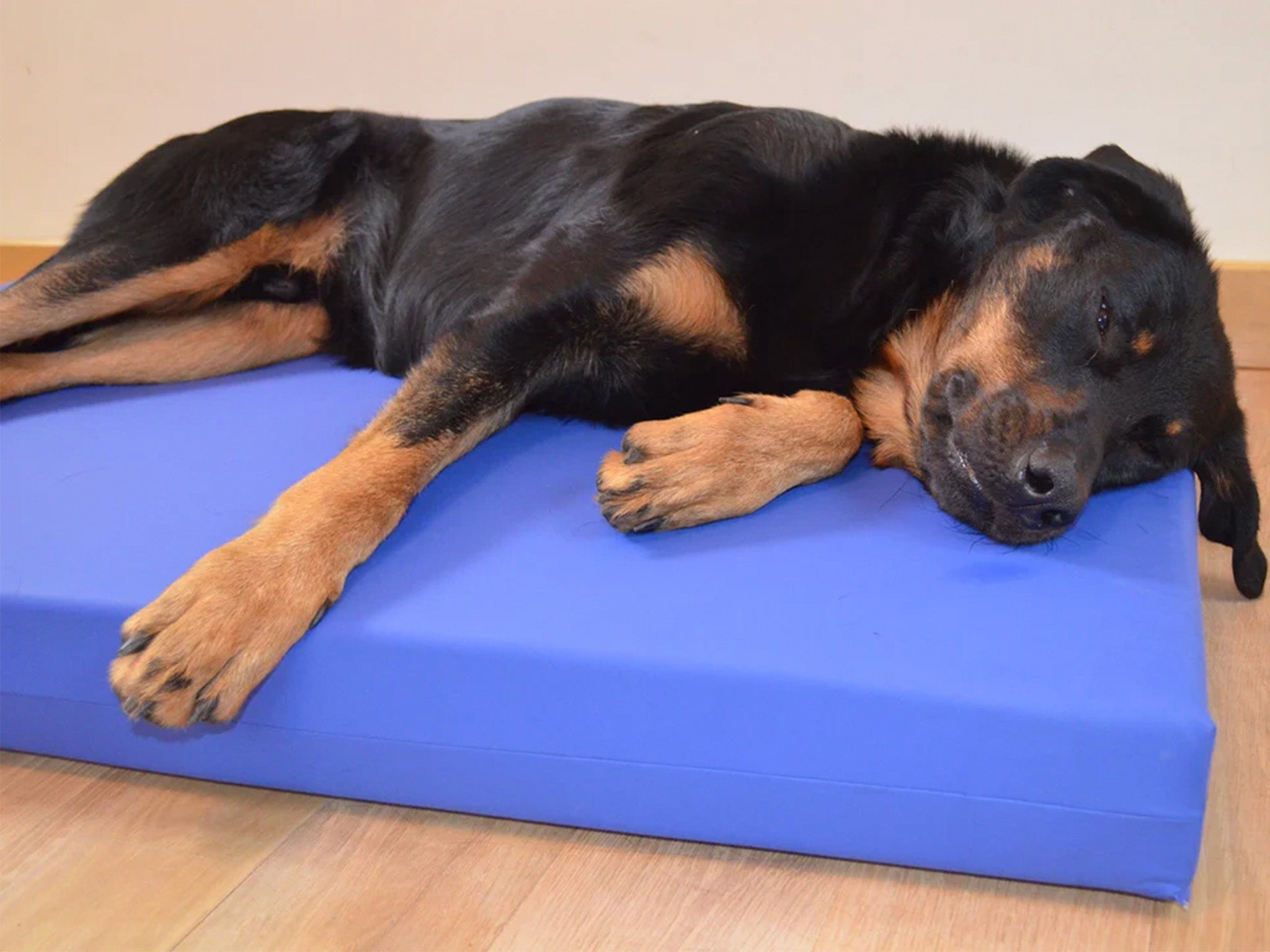 Best dog bed 2024 From large to washable and luxury beds The Independent